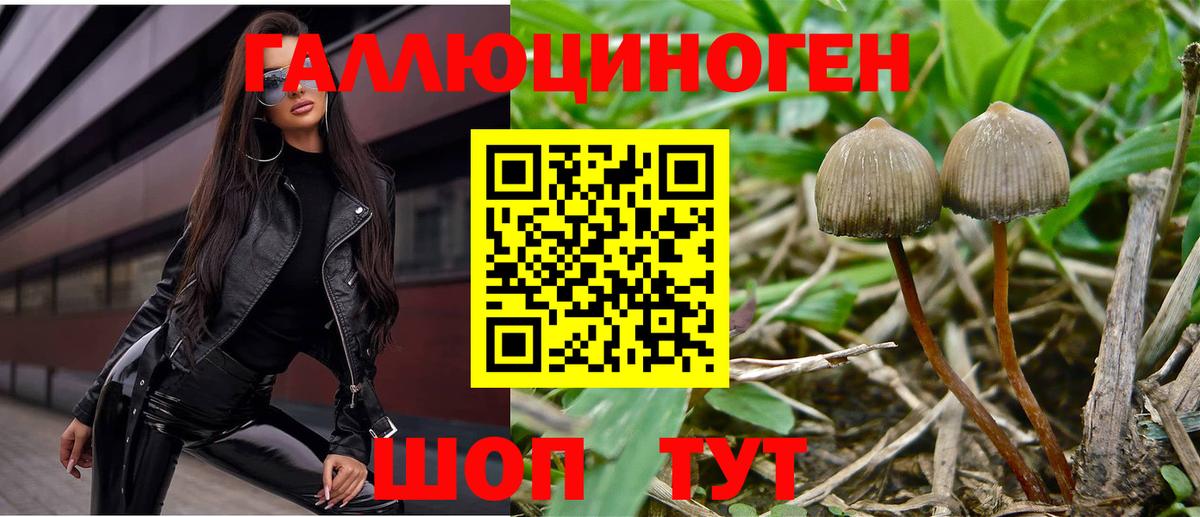 Галлюциногенные грибы Psilocybe  Псилоцибиновые грибы Cubensis  Нерюнгри  наркошоп  Вход с VPN 